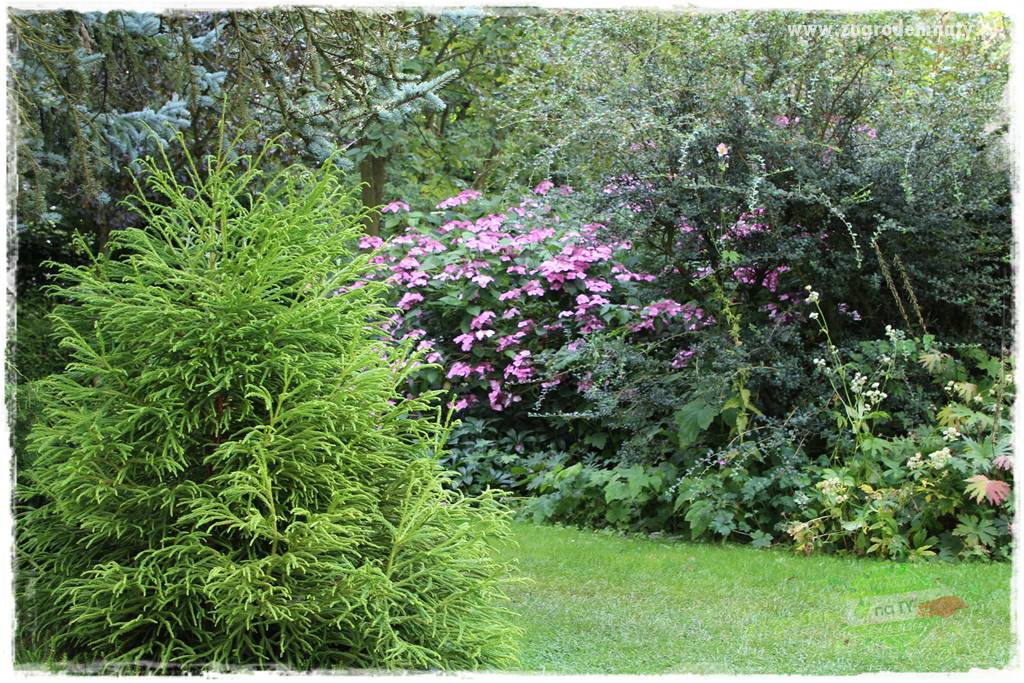 jak zmienić kolor hortensji na niebieski 33