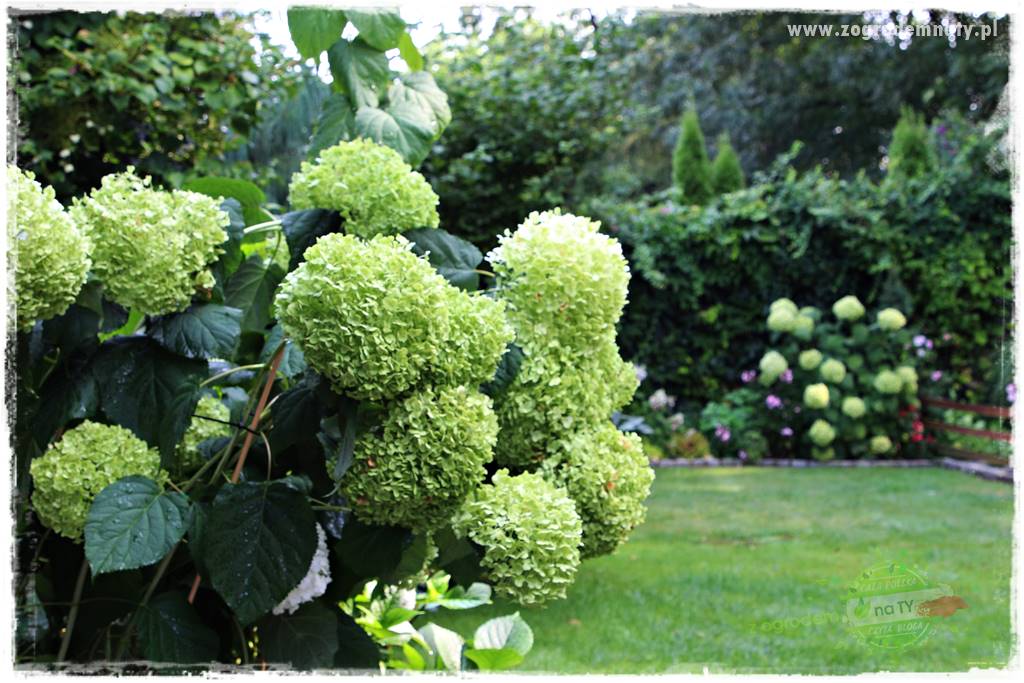 jak zmienić kolor hortensji na niebieski 34 jak zmienić kolor hortensji na niebieski 34