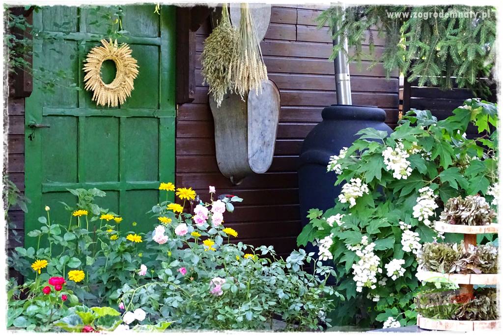 jak zmienić kolor hortensji na niebieski 35 jak zmienić kolor hortensji na niebieski 35