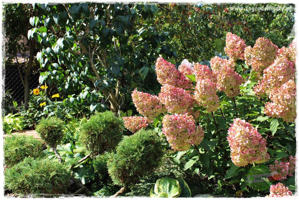 jak zmienić kolor hortensji na niebieski 36 jak zmienić kolor hortensji na niebieski 36