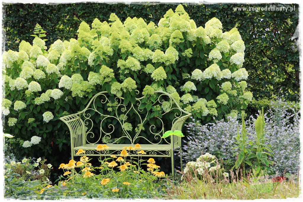 jak zmienić kolor hortensji na niebieski 37 jak zmienić kolor hortensji na niebieski 37