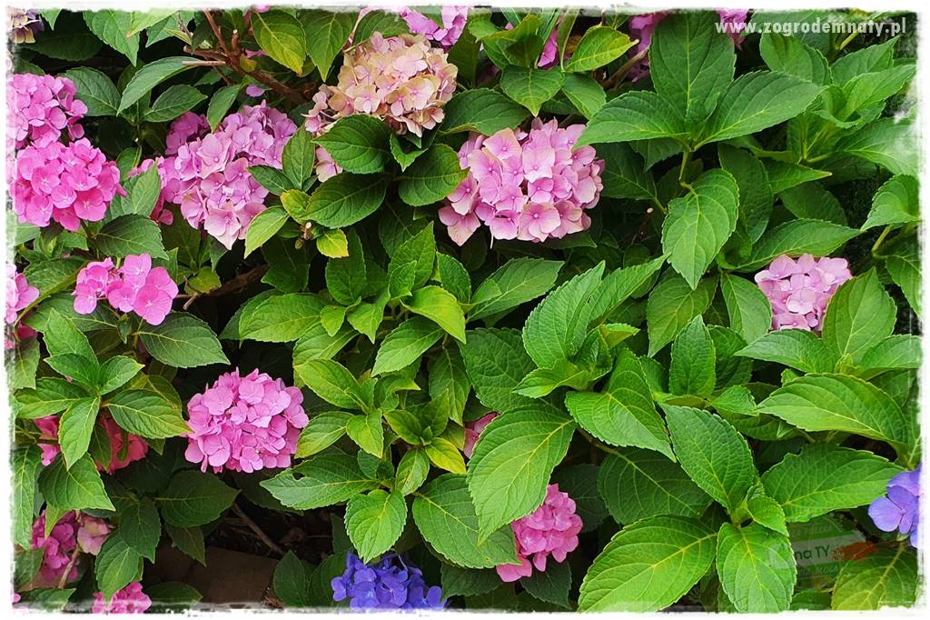 jak zmienić kolor hortensji na niebieski 38 jak zmienić kolor hortensji na niebieski 38