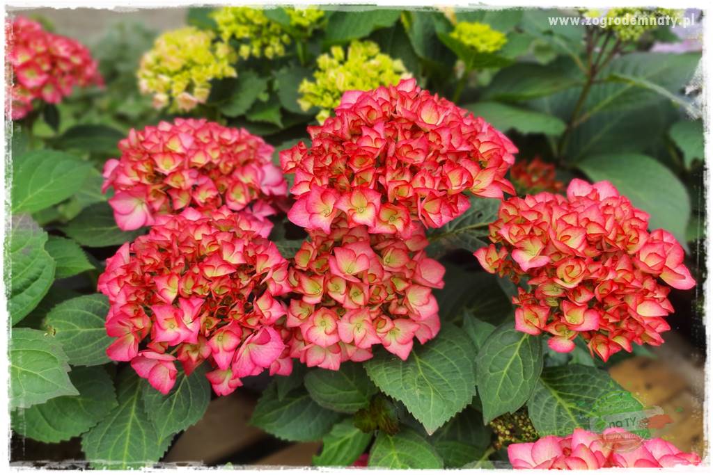 jak zmienić kolor hortensji na niebieski 4 jak zmienić kolor hortensji na niebieski 4