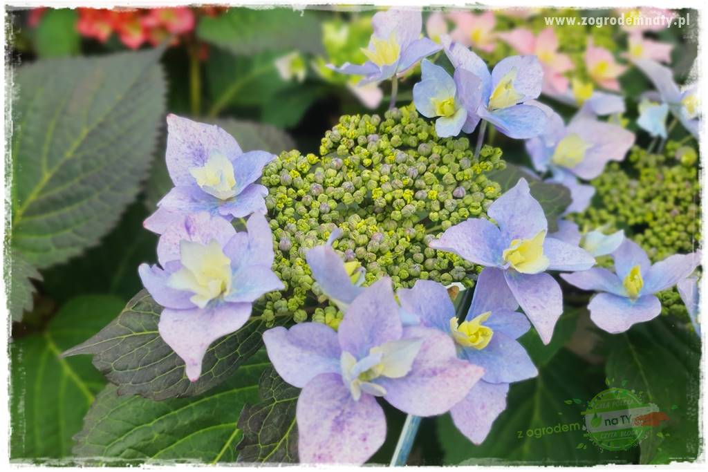 jak zmienić kolor hortensji na niebieski 5 jak zmienić kolor hortensji na niebieski 5