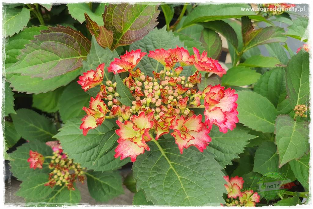 jak zmienić kolor hortensji na niebieski 6 jak zmienić kolor hortensji na niebieski 6