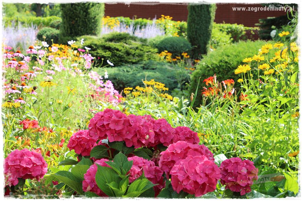 jak zmienić kolor hortensji na niebieski 7 jak zmienić kolor hortensji na niebieski 7