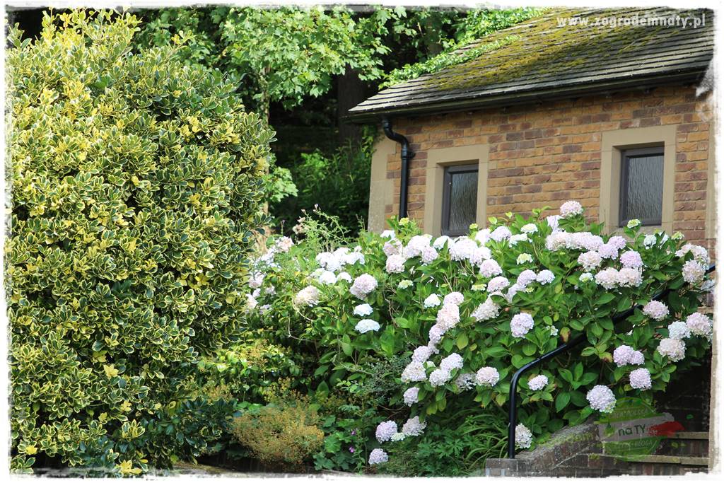 jak zmienić kolor hortensji na niebieski 8 jak zmienić kolor hortensji na niebieski 8