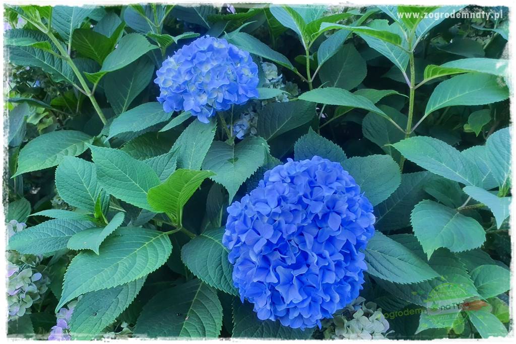 jak zmienić kolor hortensji na niebieski 9