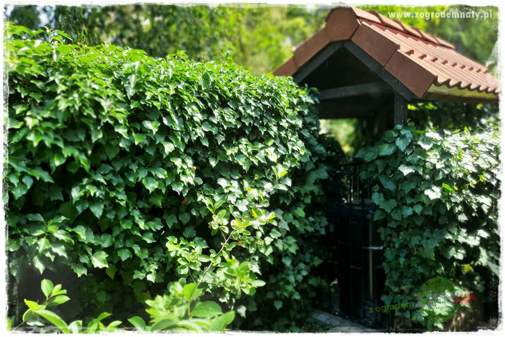 miejsce na śmietnik w ogrodzie 12 miejsce na śmietnik w ogrodzie 12