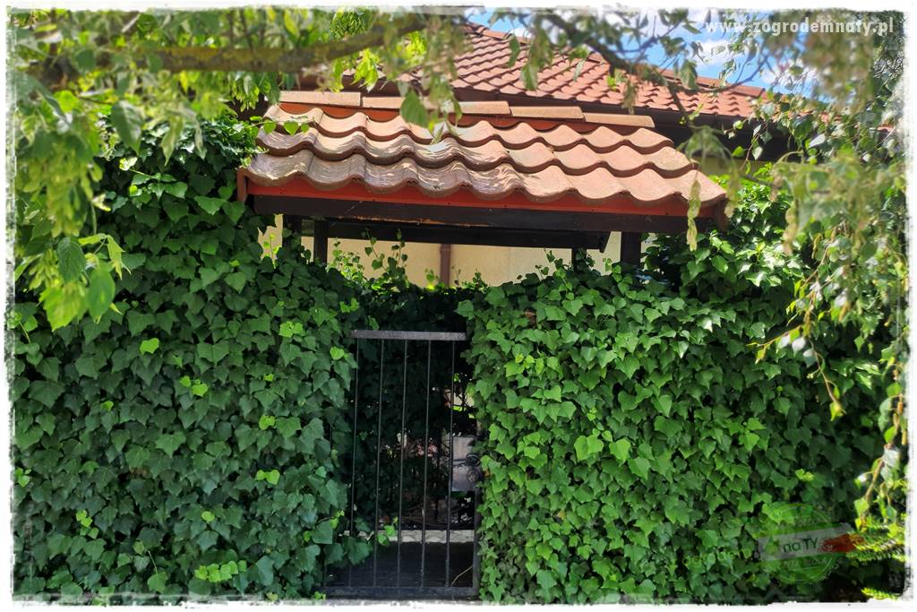 miejsce na śmietnik w ogrodzie 14 miejsce na śmietnik w ogrodzie 14