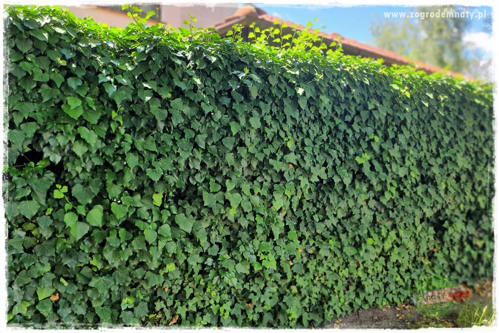 miejsce na śmietnik w ogrodzie 15 miejsce na śmietnik w ogrodzie 15