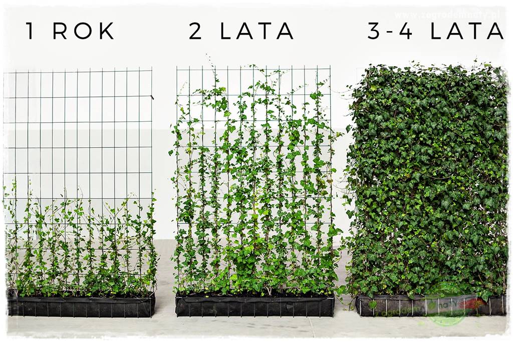 1 rok 2 lata 3 4 lata 1 1 rok 2 lata 3 4 lata 1