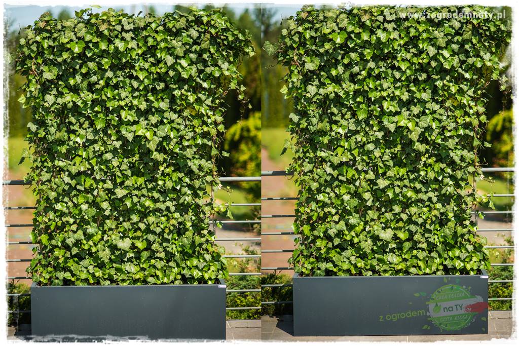 miejsce na śmietnik w ogrodzie 18 miejsce na śmietnik w ogrodzie 18