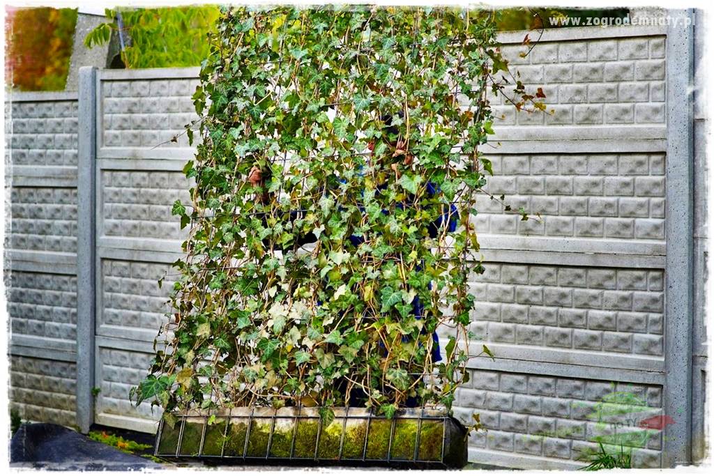 miejsce na śmietnik w ogrodzie 19 miejsce na śmietnik w ogrodzie 19