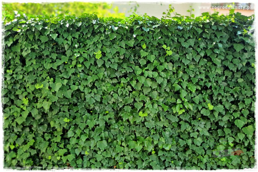 miejsce na śmietnik w ogrodzie 21