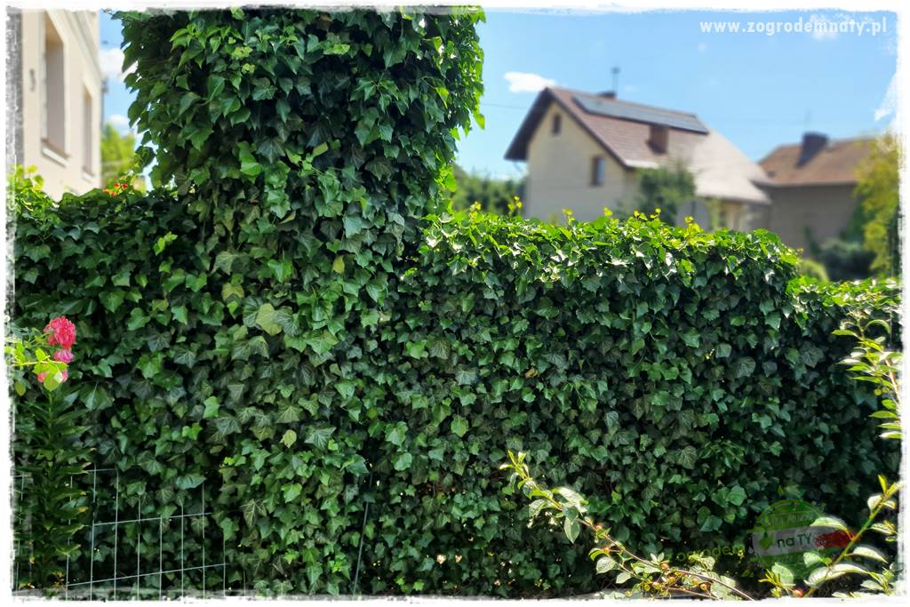 miejsce na śmietnik w ogrodzie 24