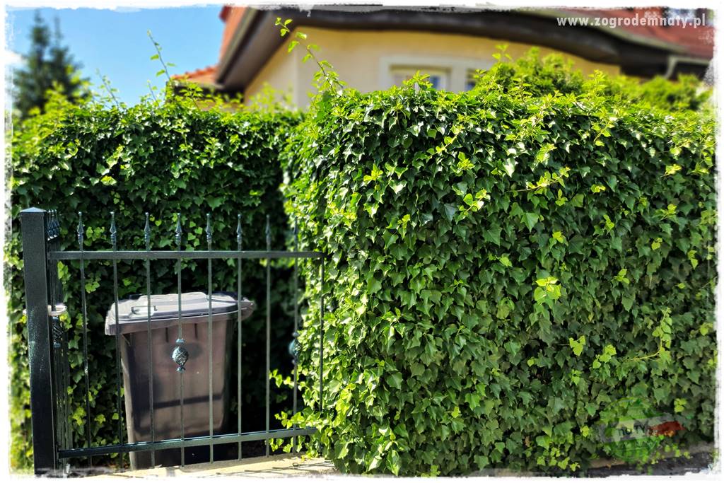 miejsce na śmietnik w ogrodzie 4 miejsce na śmietnik w ogrodzie 4