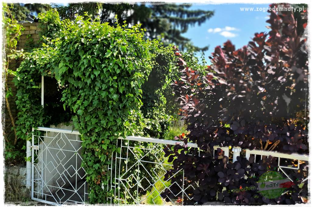 miejsce na śmietnik w ogrodzie 5 miejsce na śmietnik w ogrodzie 5