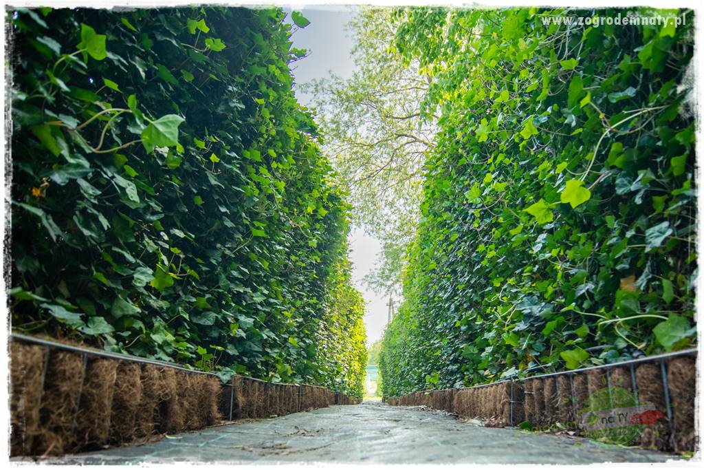 miejsce na śmietnik w ogrodzie 9 miejsce na śmietnik w ogrodzie 9