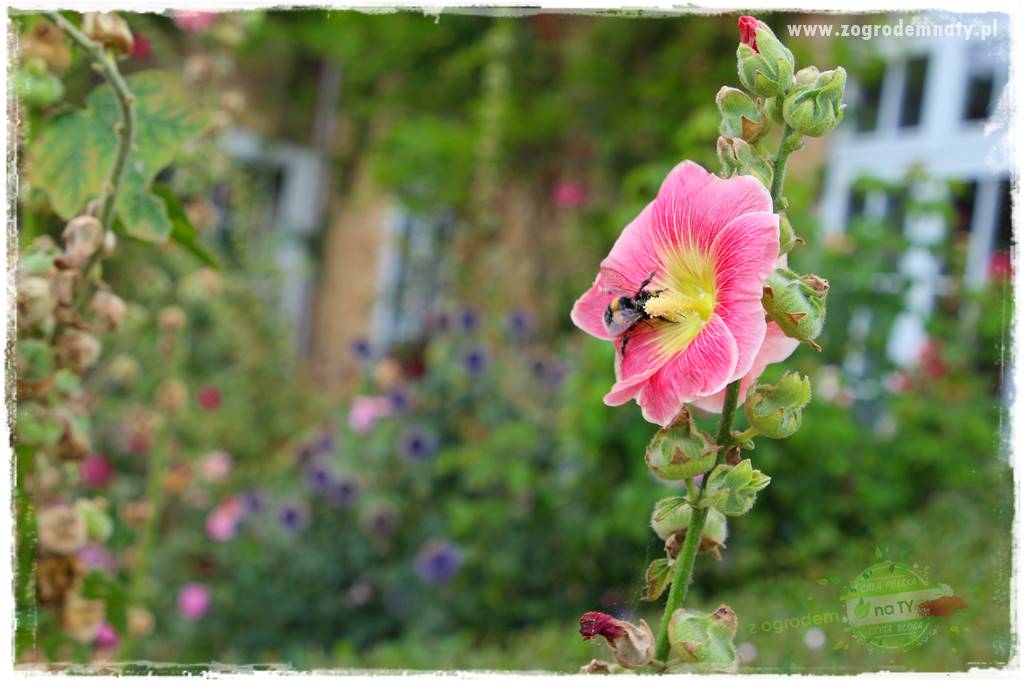 ogród w stylu retro 33 ogród w stylu retro 33