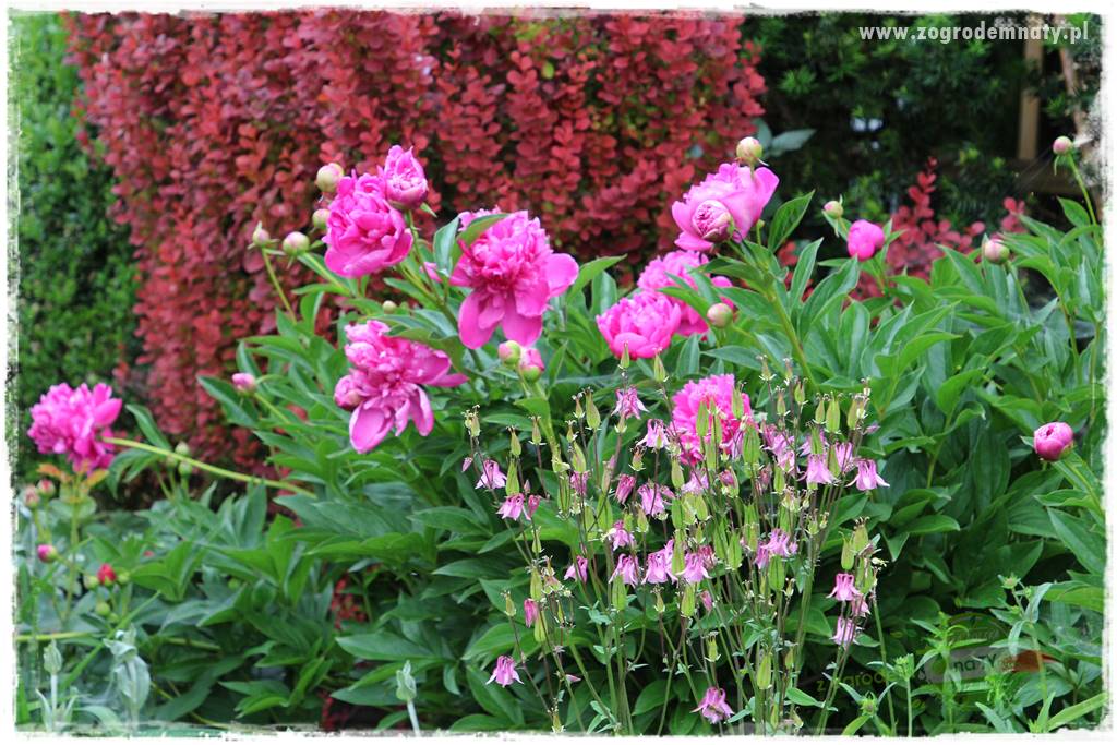 ogród w stylu retro 34 ogród w stylu retro 34