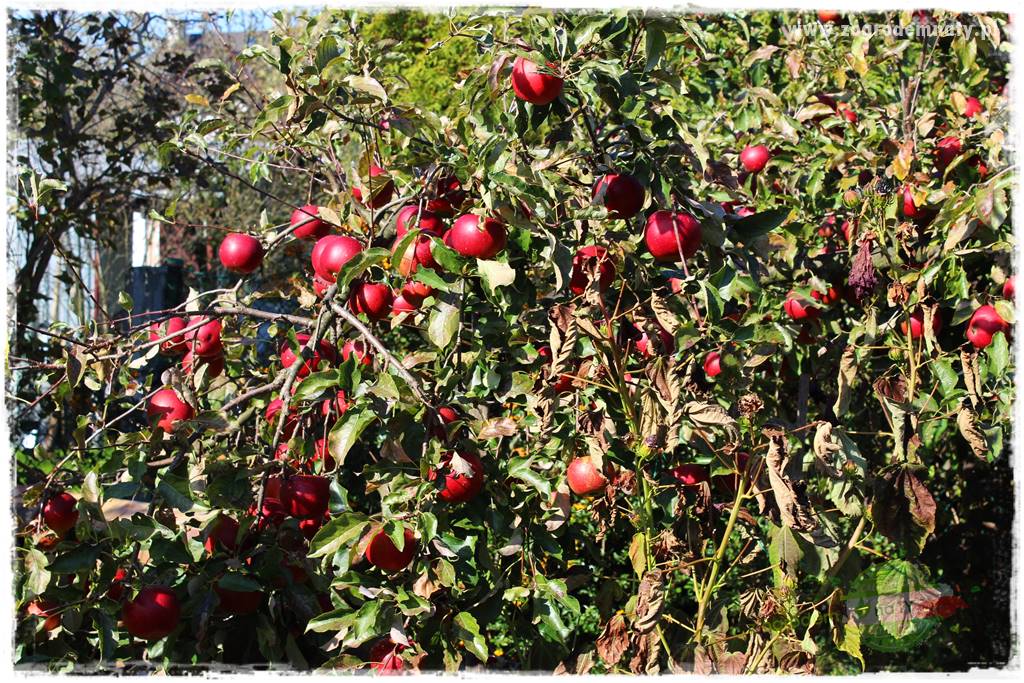 ogród w stylu retro 40 ogród w stylu retro 40