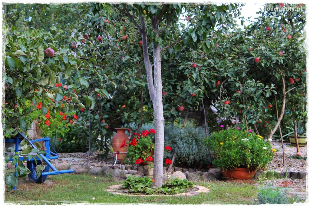 ogród w stylu retro 42 ogród w stylu retro 42