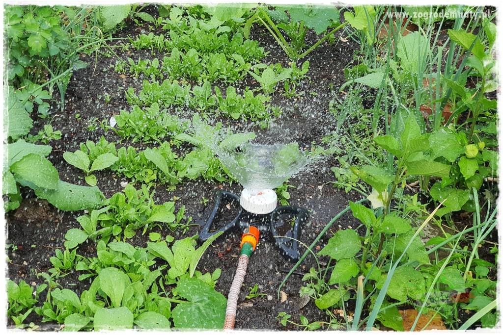 ogród w stylu retro 71 ogród w stylu retro 71