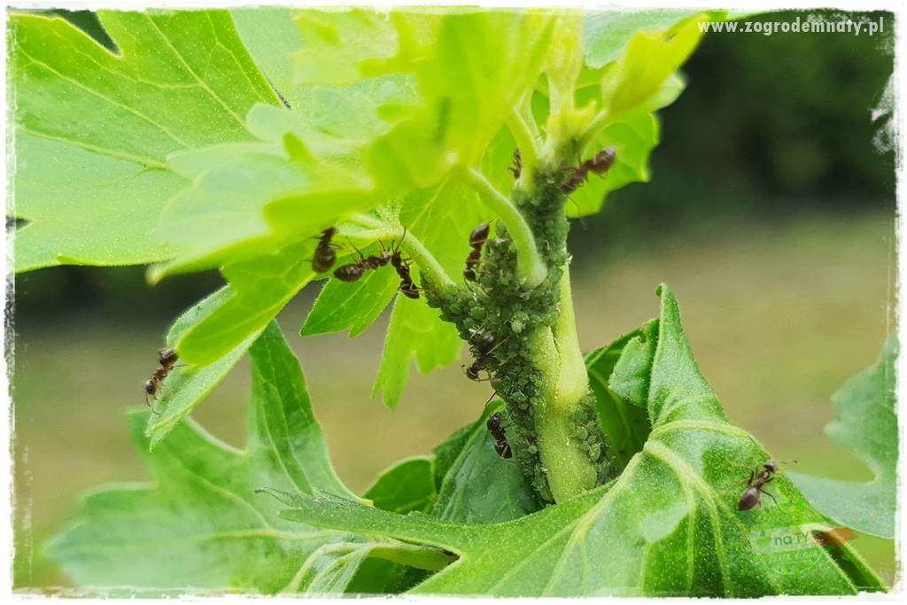 pożyteczne owady 10