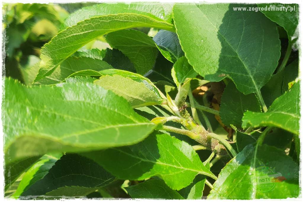 pożyteczne owady 11 pożyteczne owady 11