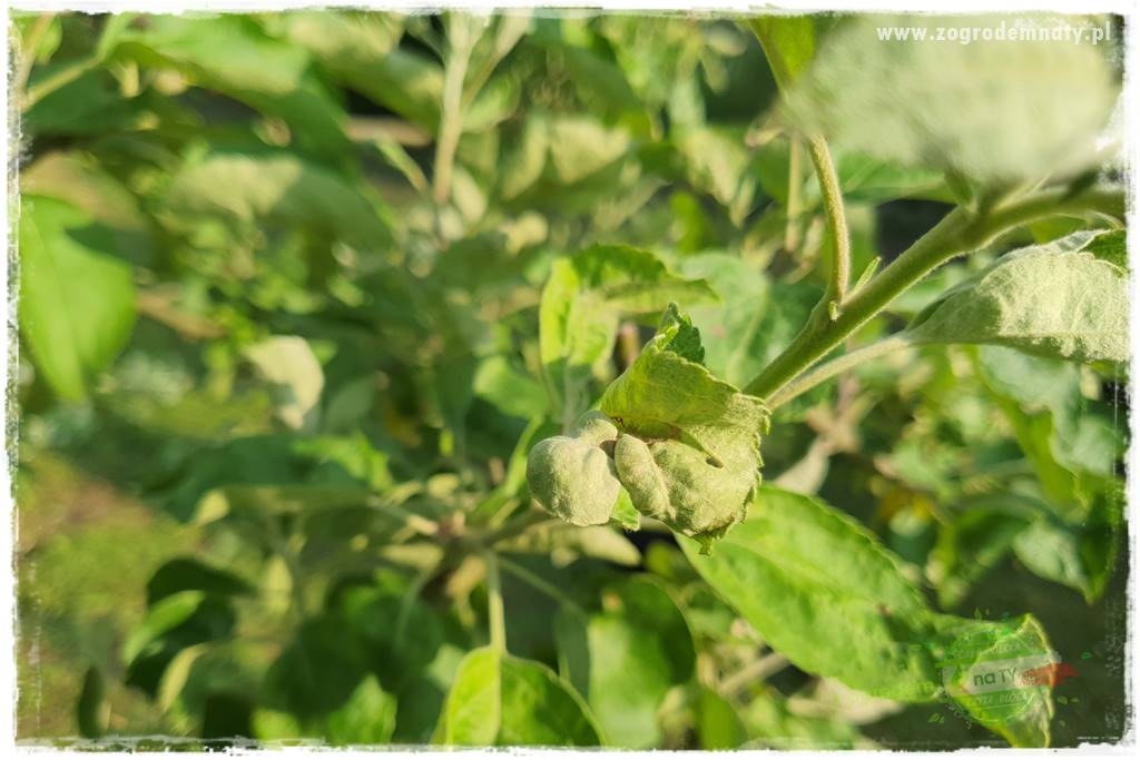 pożyteczne owady 12 pożyteczne owady 12