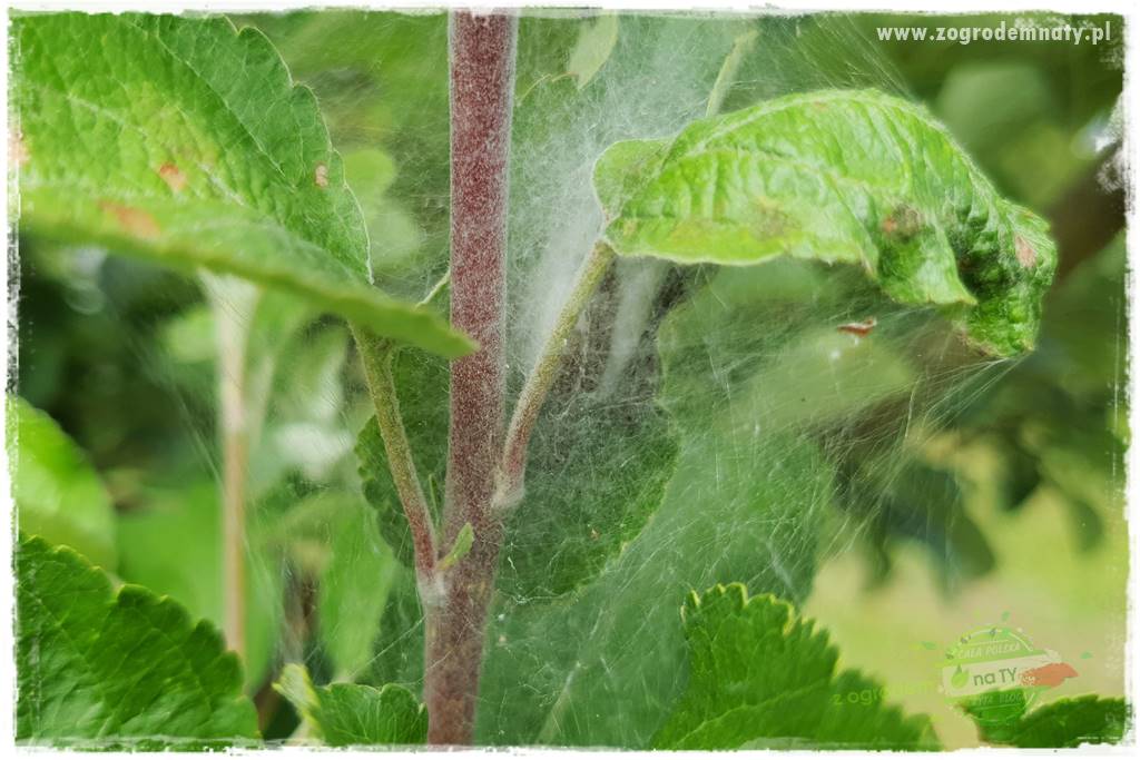 pożyteczne owady 13 pożyteczne owady 13