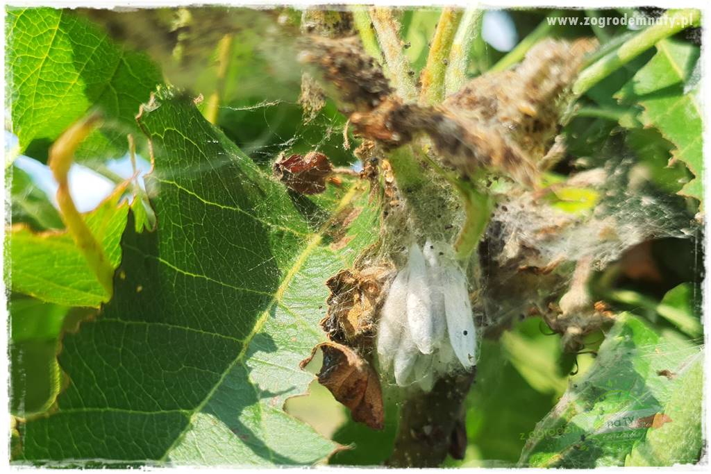 pożyteczne owady 14 pożyteczne owady 14