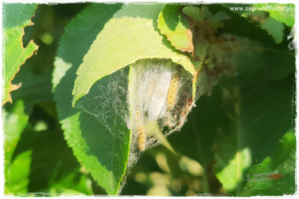 pożyteczne owady 15 pożyteczne owady 15