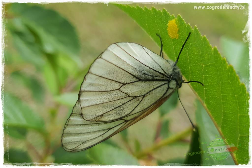 pożyteczne owady 16