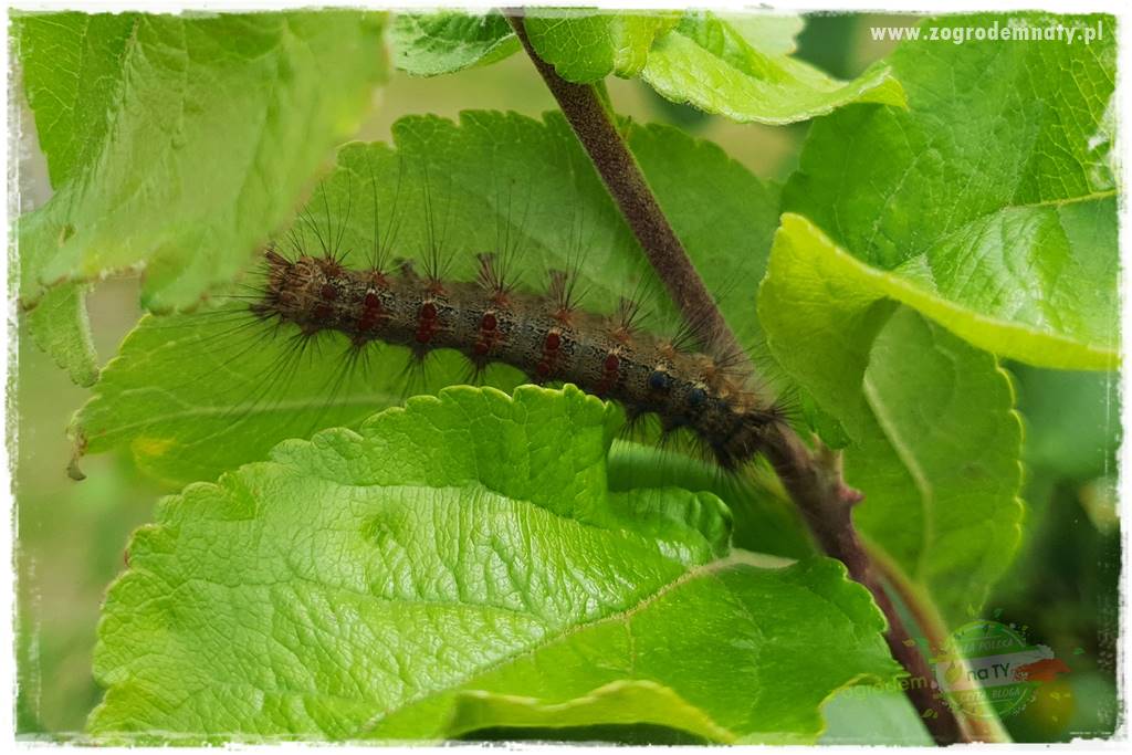 pożyteczne owady 17