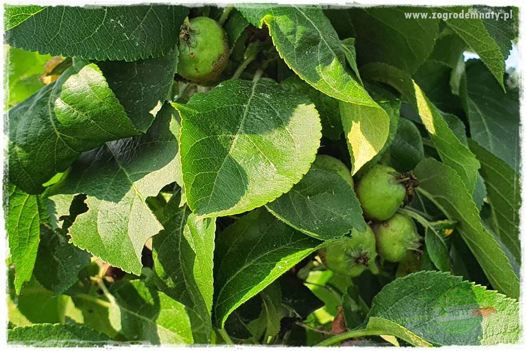 pożyteczne owady 18