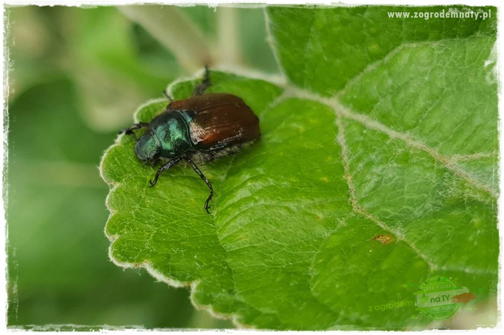 pożyteczne owady 19
