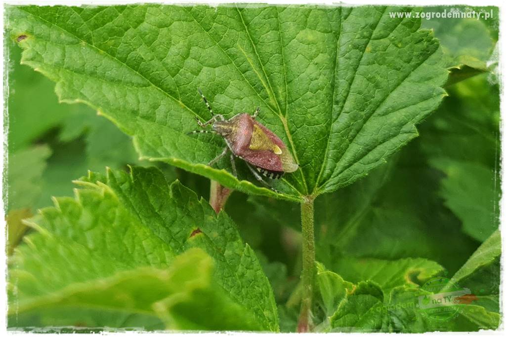 pożyteczne owady 20