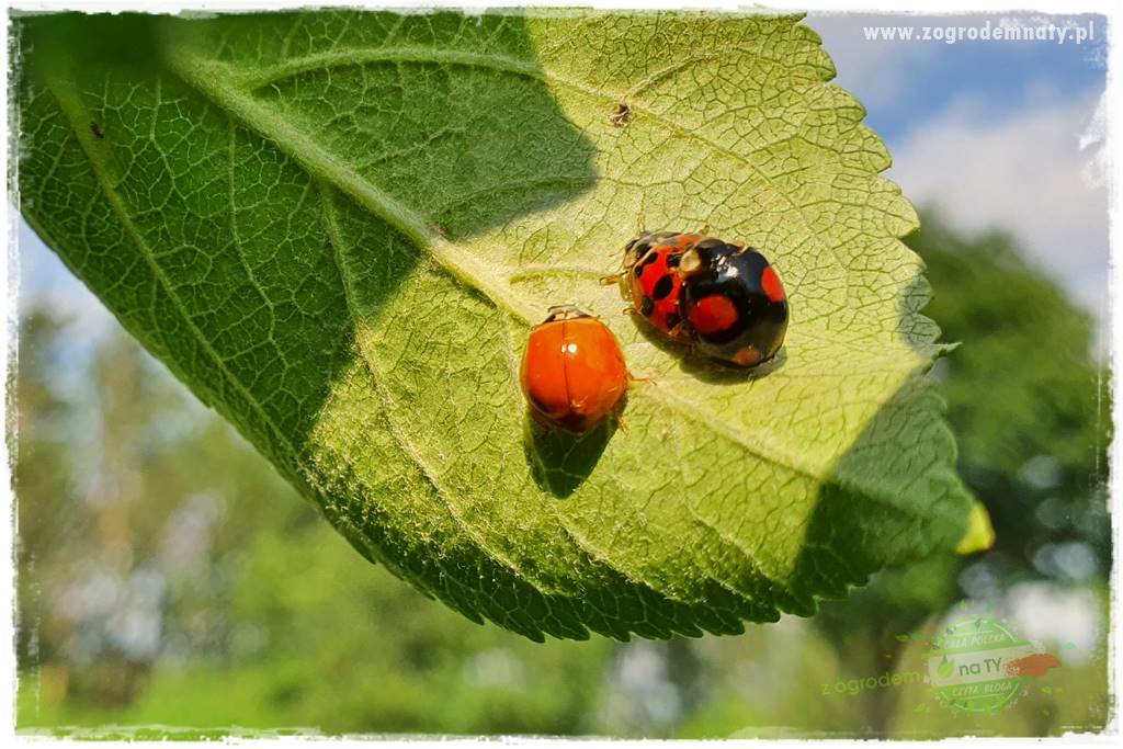 pożyteczne owady 22 pożyteczne owady 22