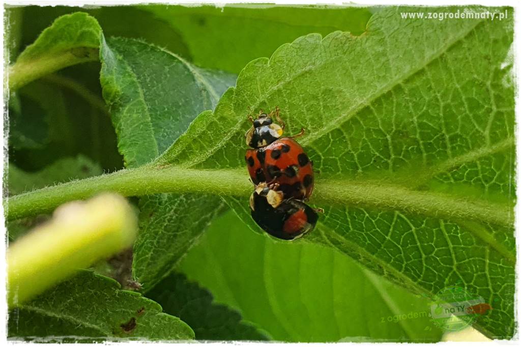 pożyteczne owady 23 pożyteczne owady 23
