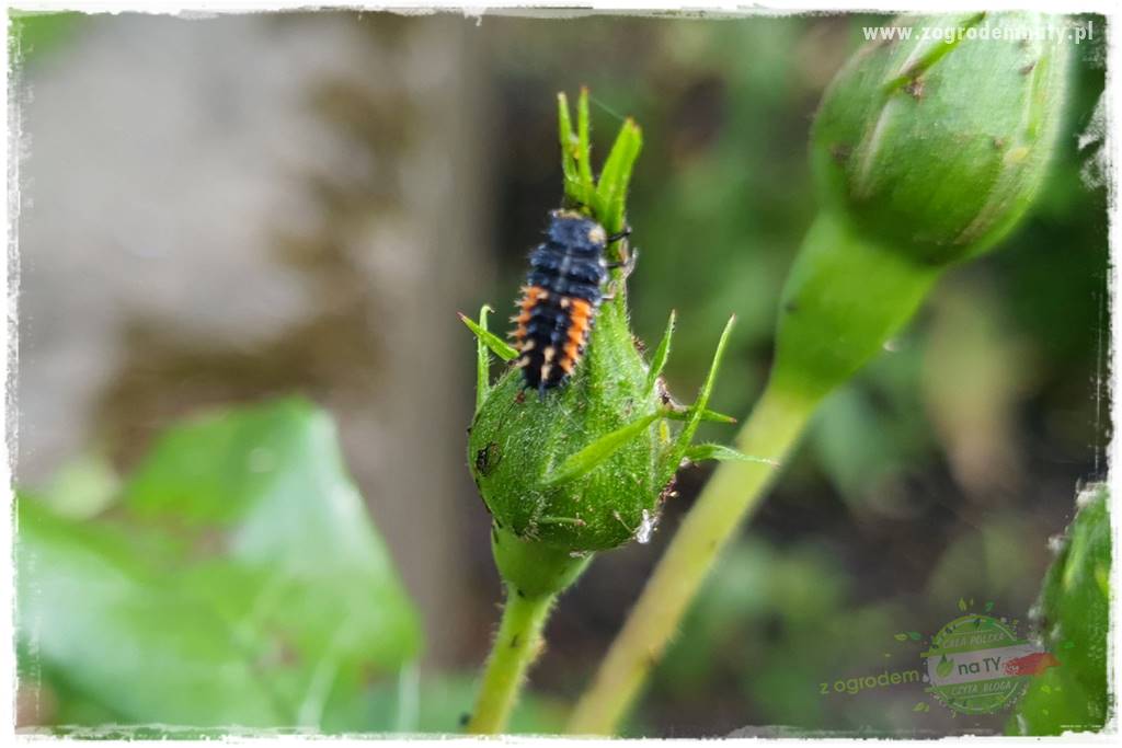 pożyteczne owady 24 pożyteczne owady 24