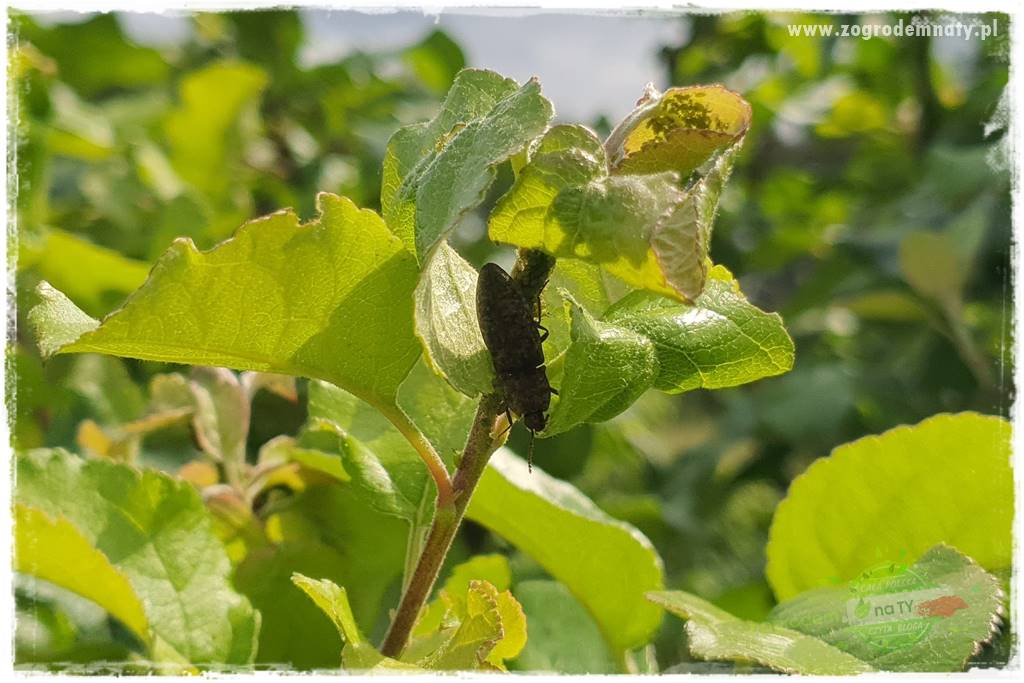 pożyteczne owady 26