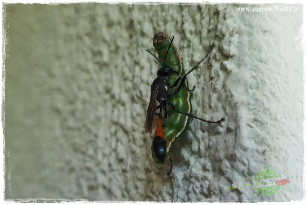 pożyteczne owady 27
