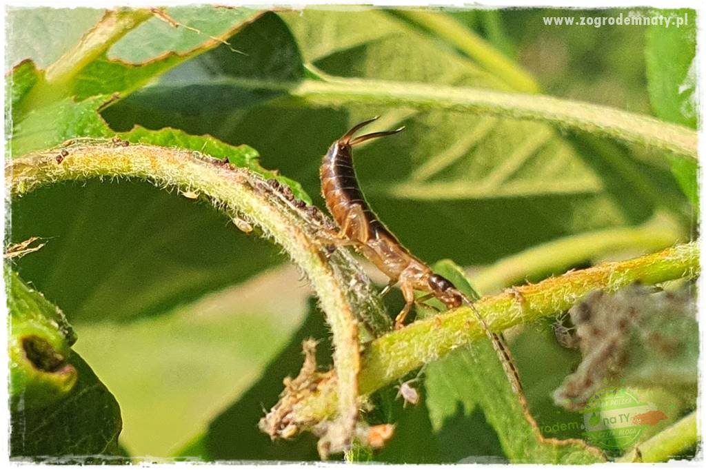 pożyteczne owady 28