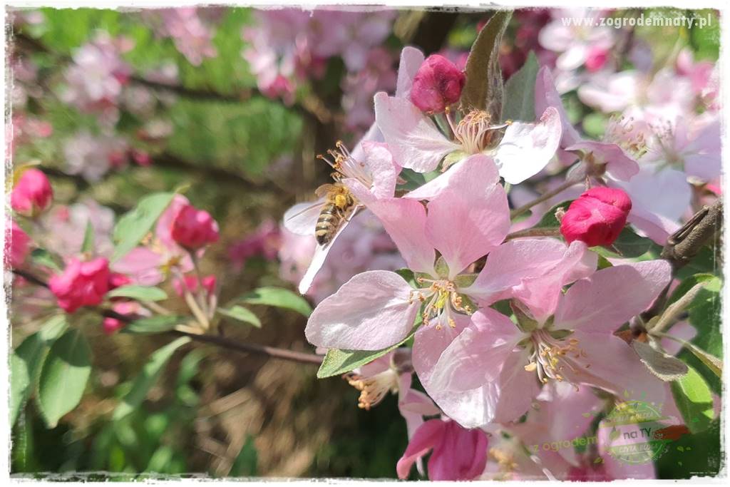 pożyteczne owady 29