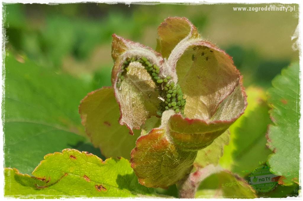 pożyteczne owady 3 pożyteczne owady 3