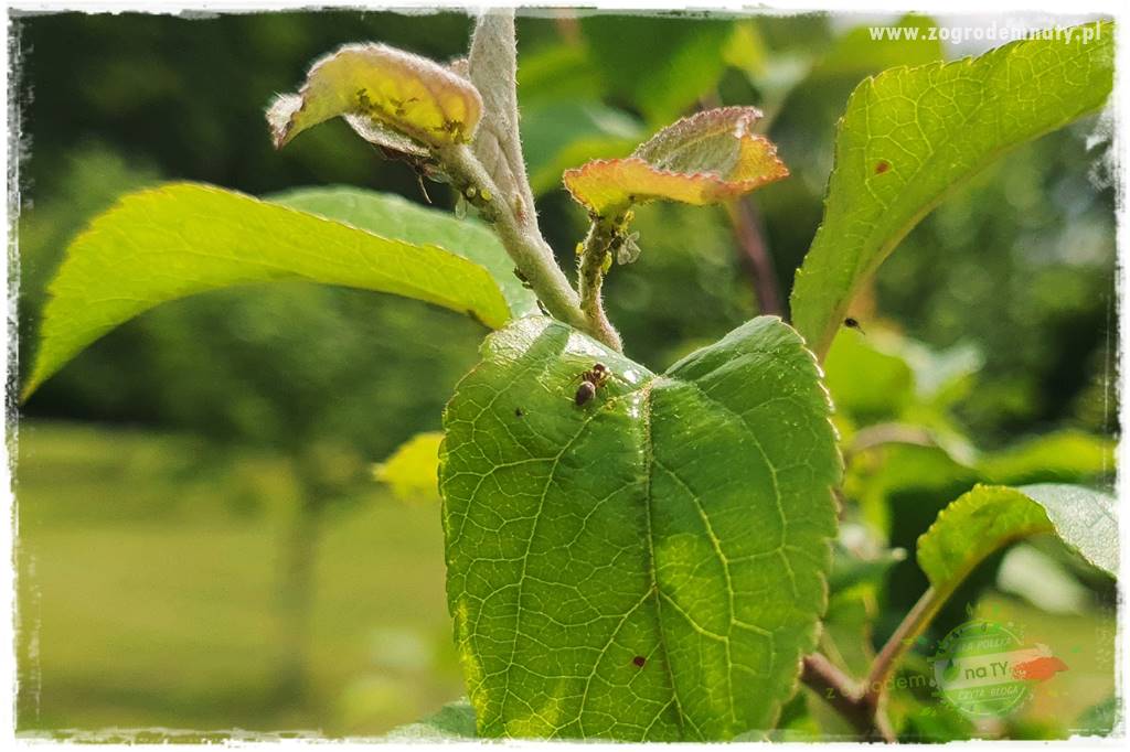 pożyteczne owady 30