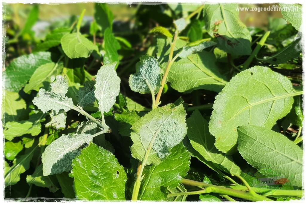 pożyteczne owady 31