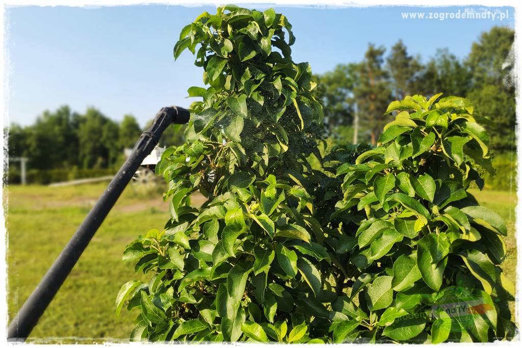 pożyteczne owady 32